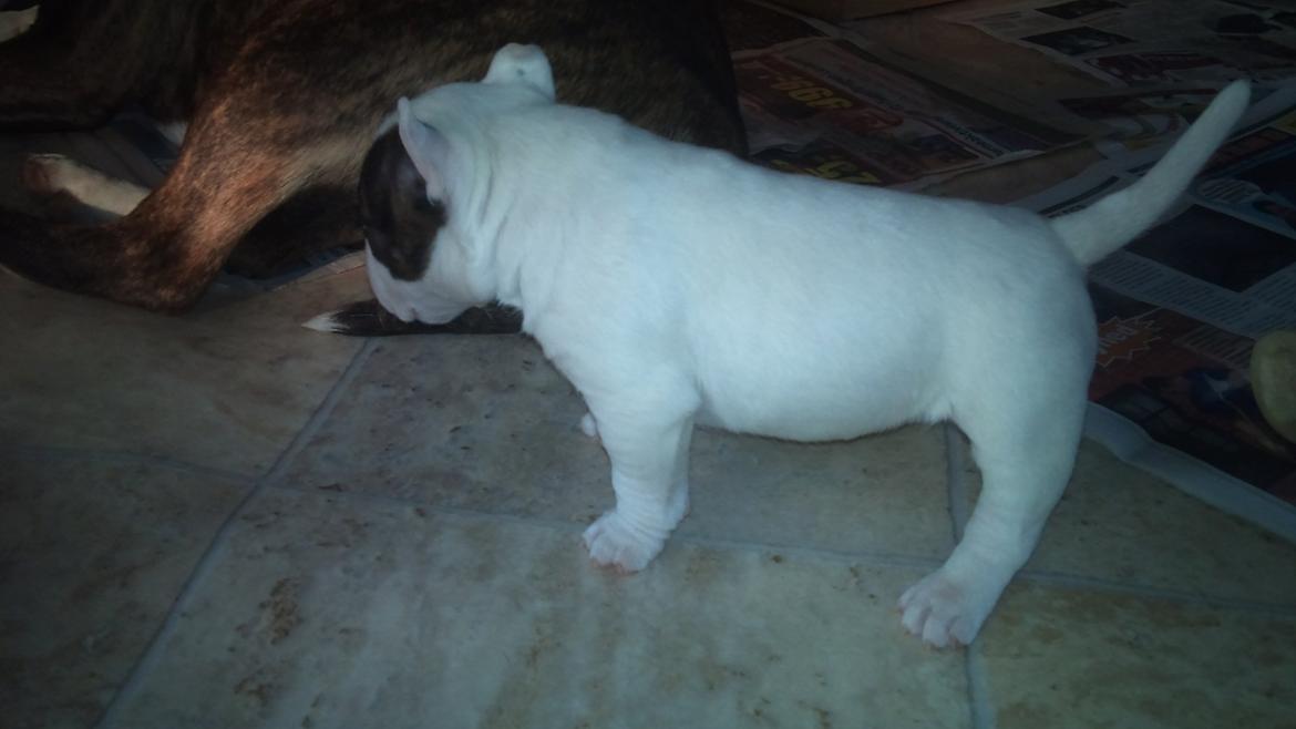 Bullterrier miniature FREJA billede 5