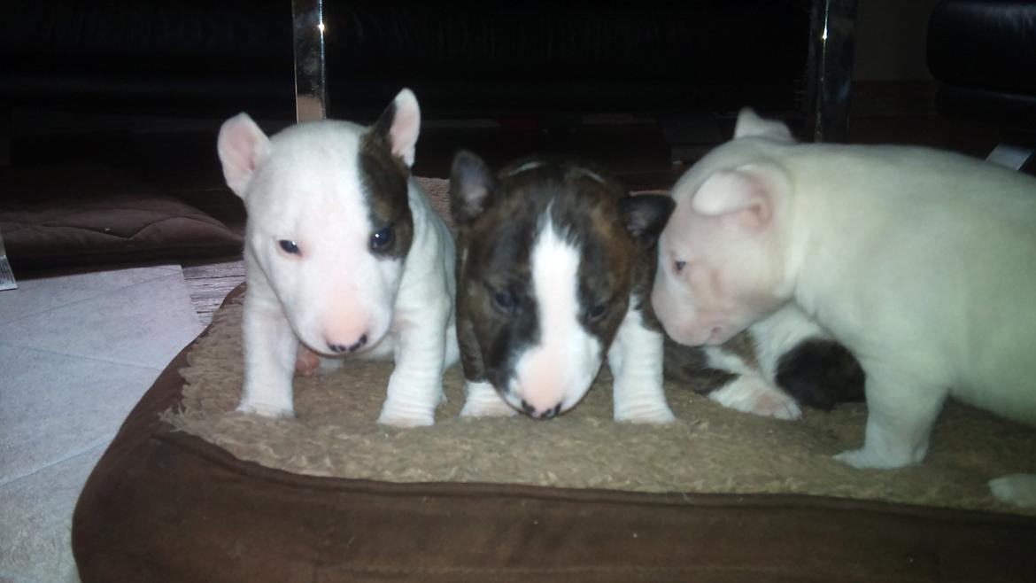 Bullterrier miniature FREJA billede 6