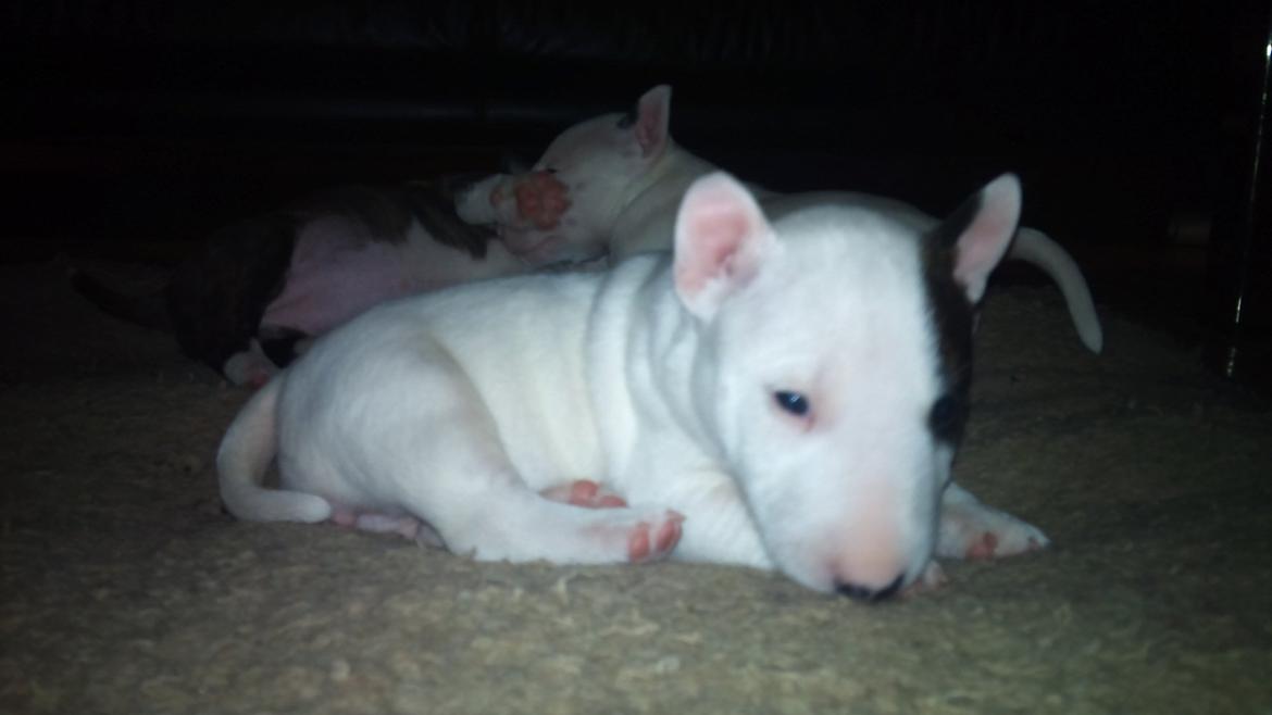 Bullterrier miniature FREJA billede 7