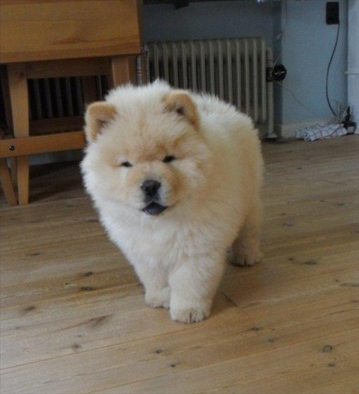 Chow chow Nin-T'sun Cooper De La Creme billede 12