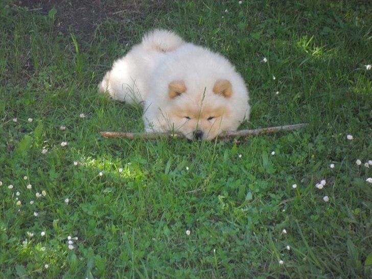 Chow chow Nin-T'sun Cooper De La Creme billede 5