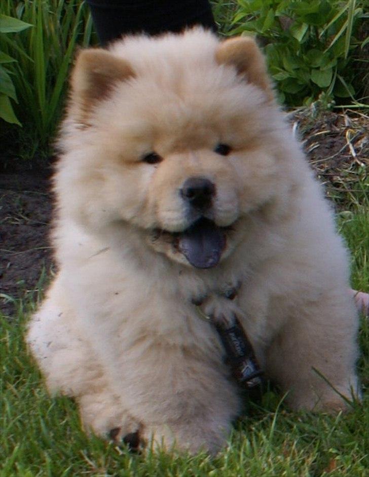 Chow chow Nin-T'sun Cooper De La Creme billede 14