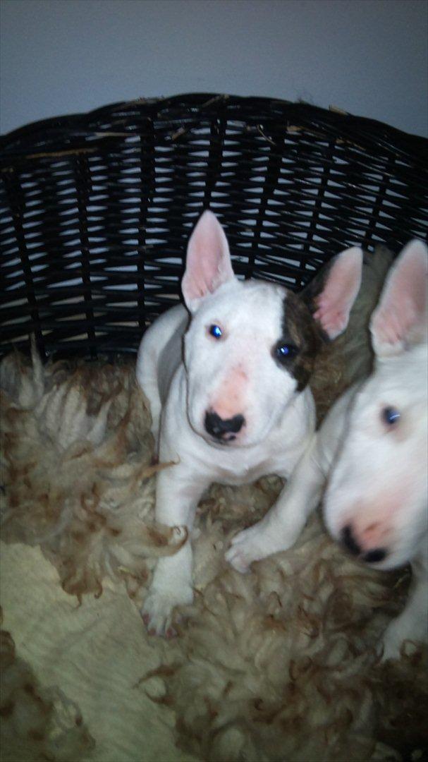 Bullterrier miniature FREJA billede 8