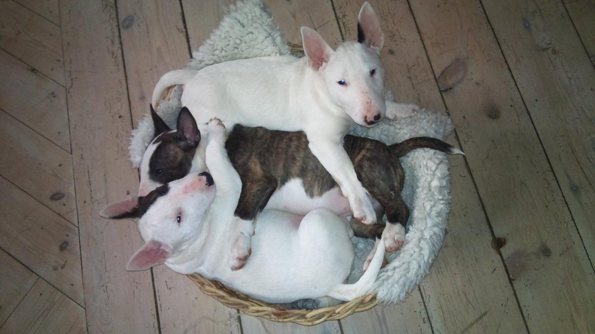 Bullterrier miniature FREJA billede 9