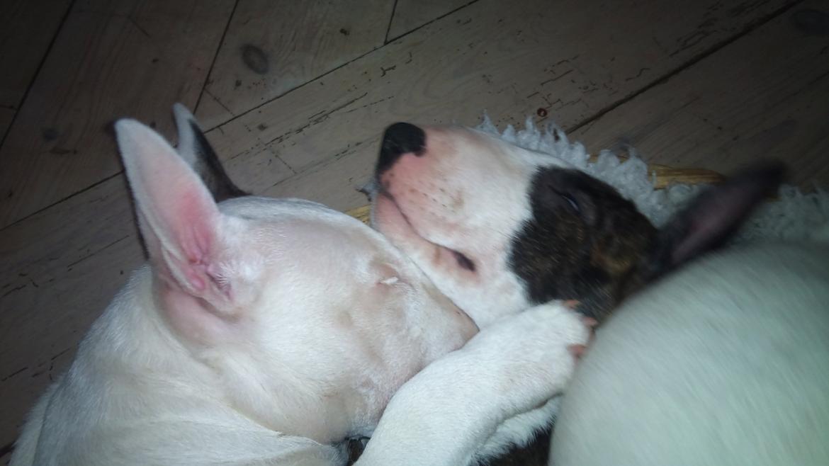 Bullterrier miniature FREJA billede 10