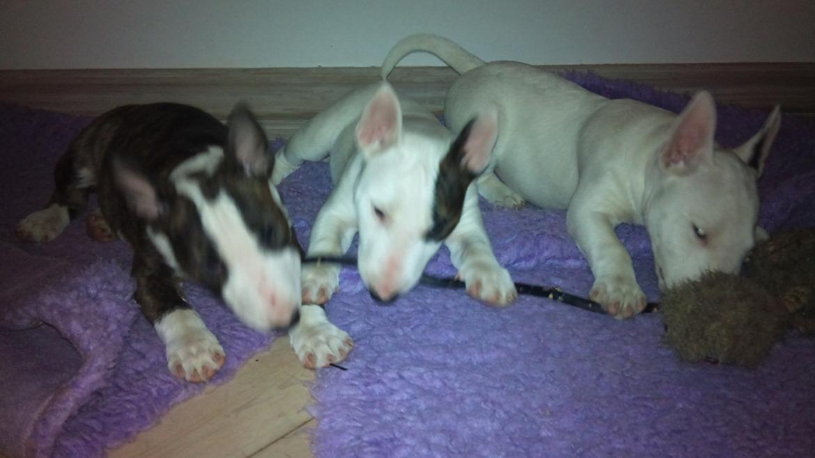 Bullterrier miniature FREJA billede 11