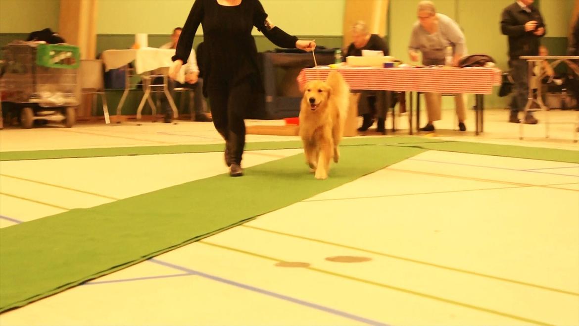 Golden retriever Leongolden Cha Cha Cha - Jule skue 20.11.11 billede 11