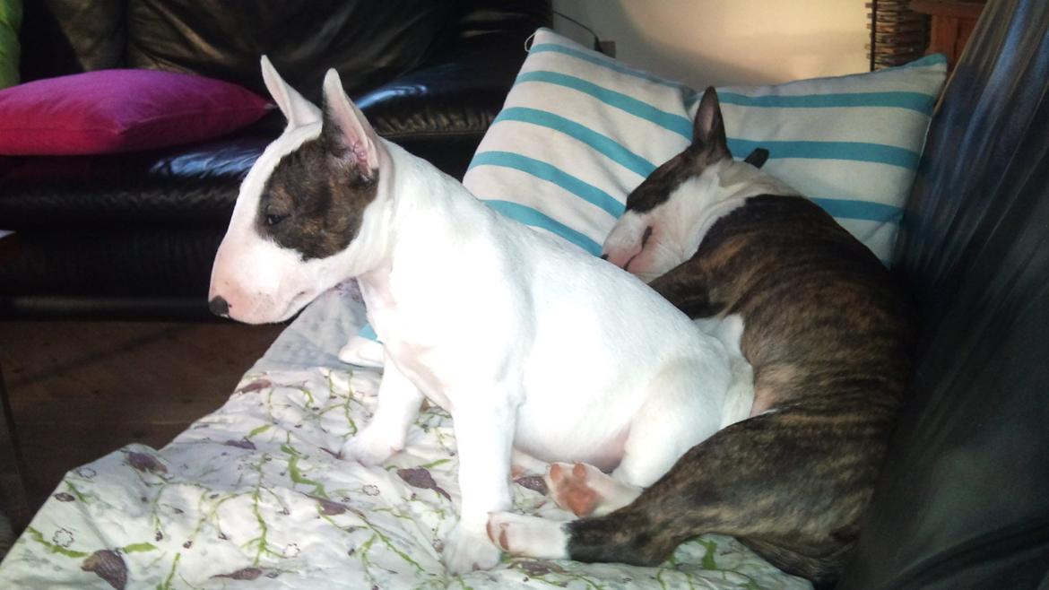 Bullterrier miniature FREJA billede 12