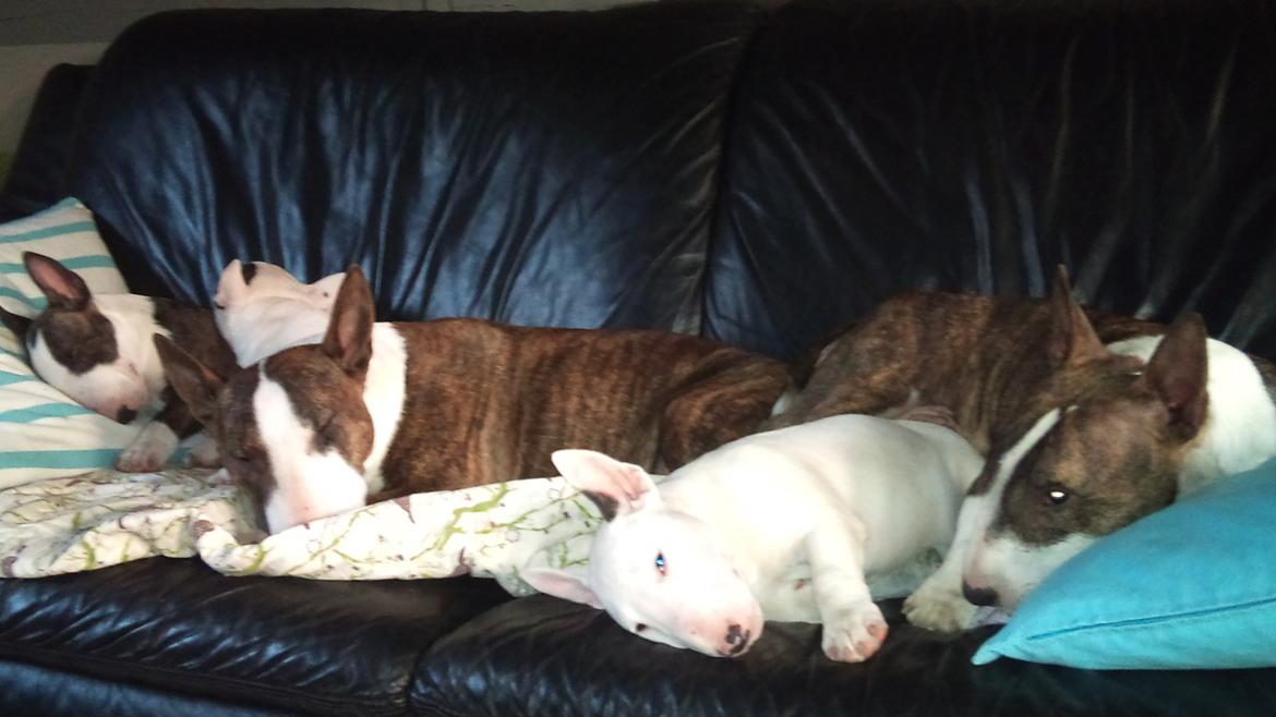 Bullterrier miniature FREJA billede 13