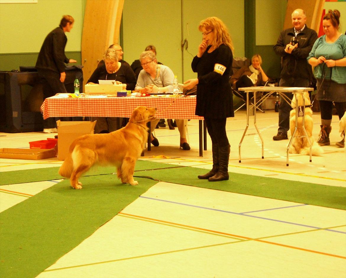 Golden retriever Leongolden Cha Cha Cha - Jule skue 20.11.11 billede 12