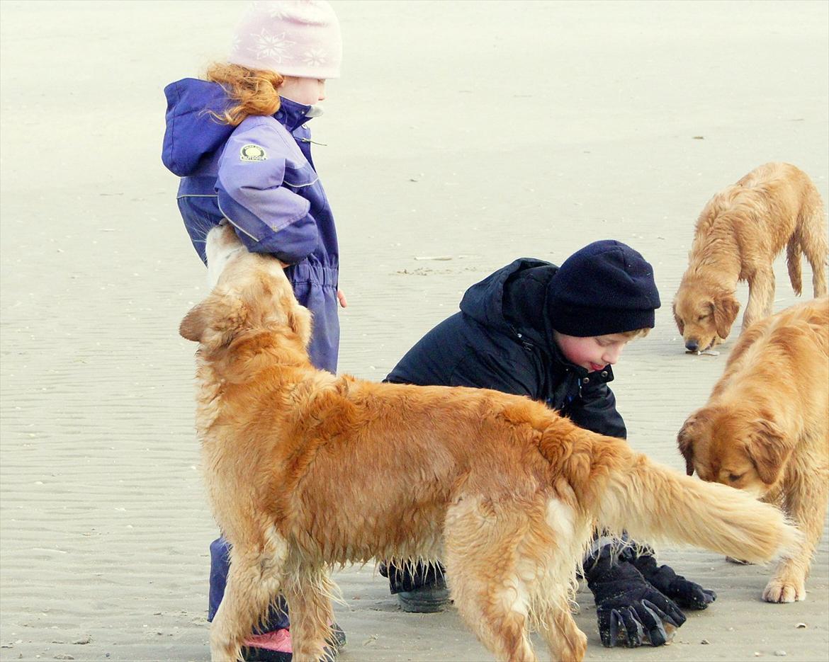 Golden retriever Mille - Mille og Emma
27.12.11 billede 5