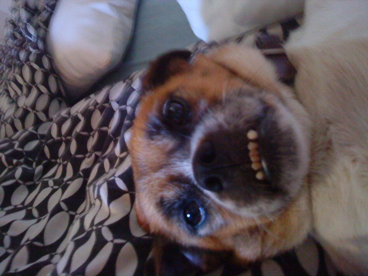 Blanding af racer Mille FORSVUNDET billede 1