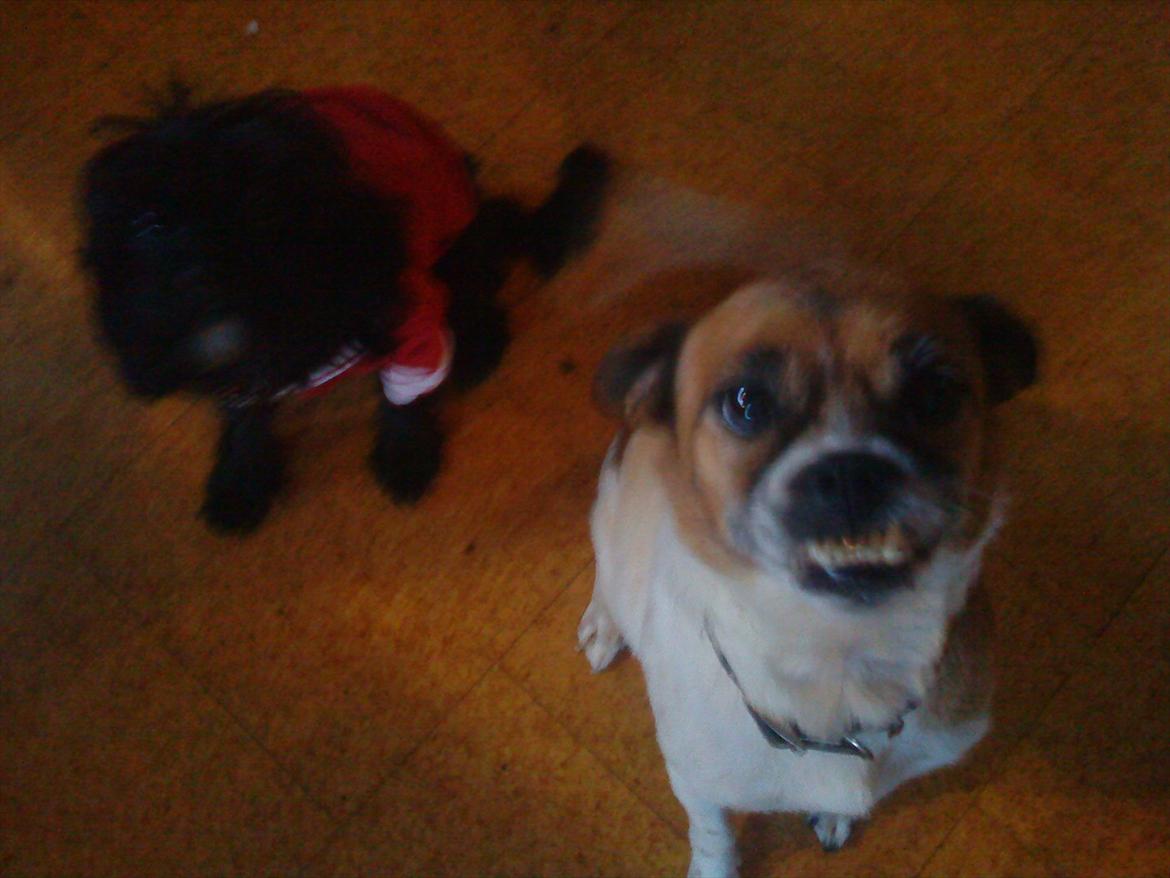 Blanding af racer Mille FORSVUNDET - Mille til højre. billede 2