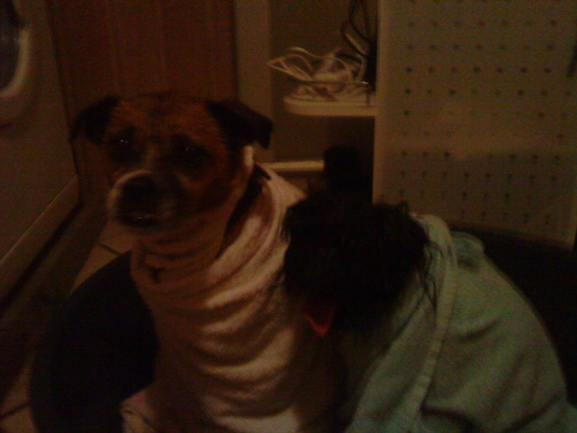 Blanding af racer Mille FORSVUNDET - Mille til venstre.  billede 3