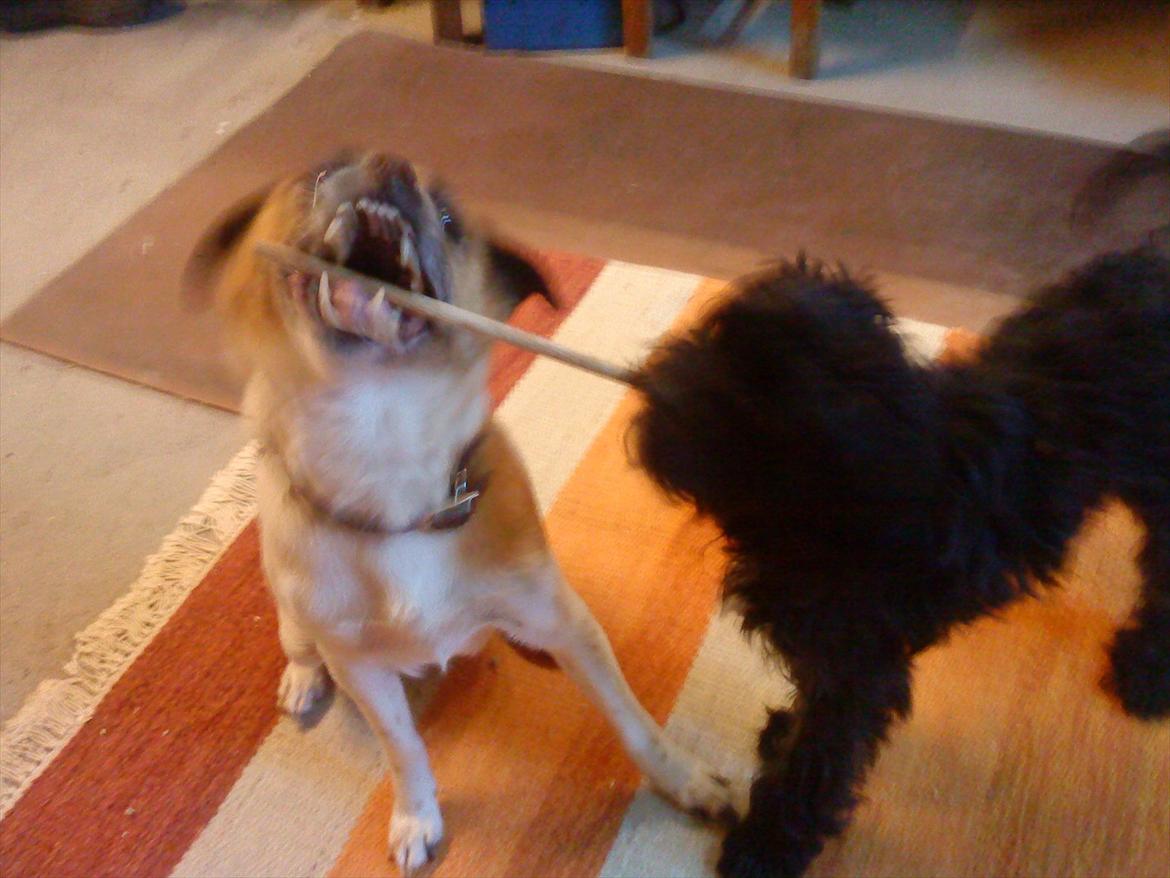 Blanding af racer Mille FORSVUNDET - Mille til venstre billede 4