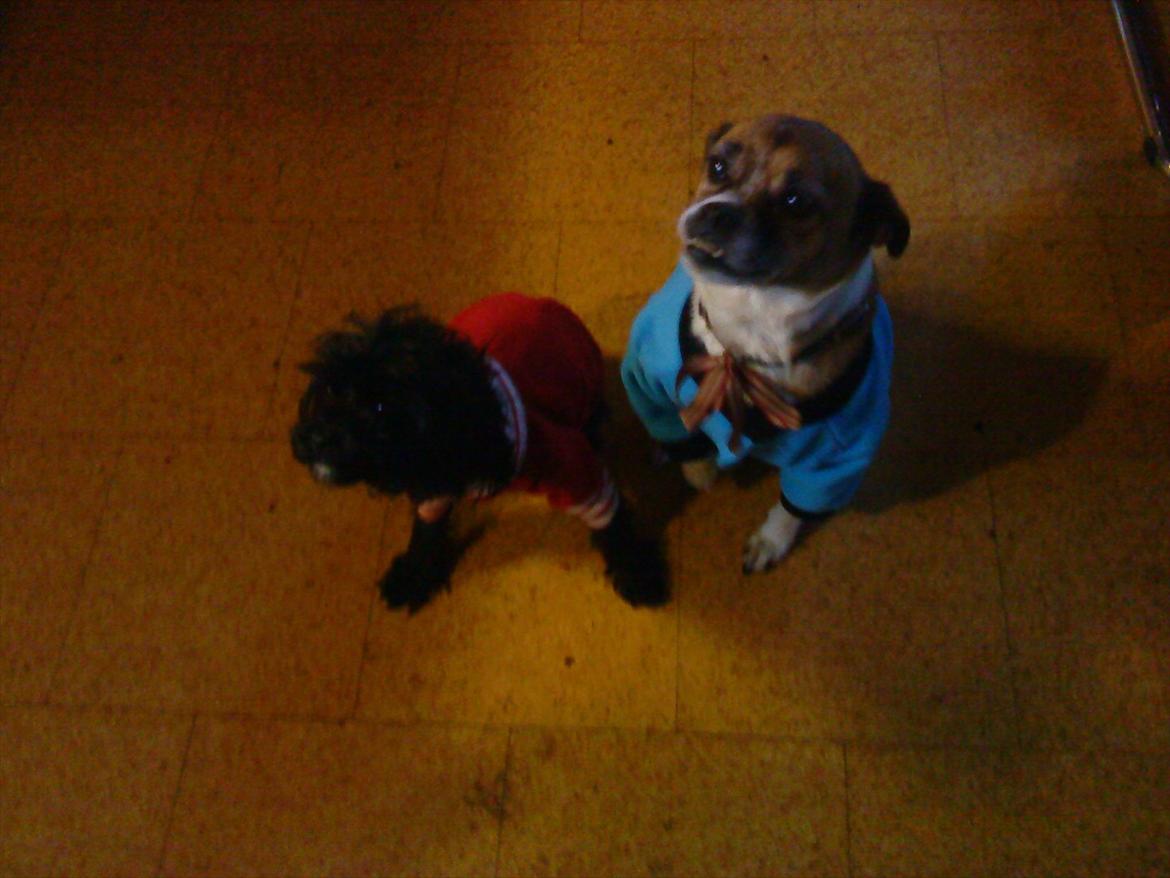 Blanding af racer Mille FORSVUNDET - Mille til højre.  billede 5