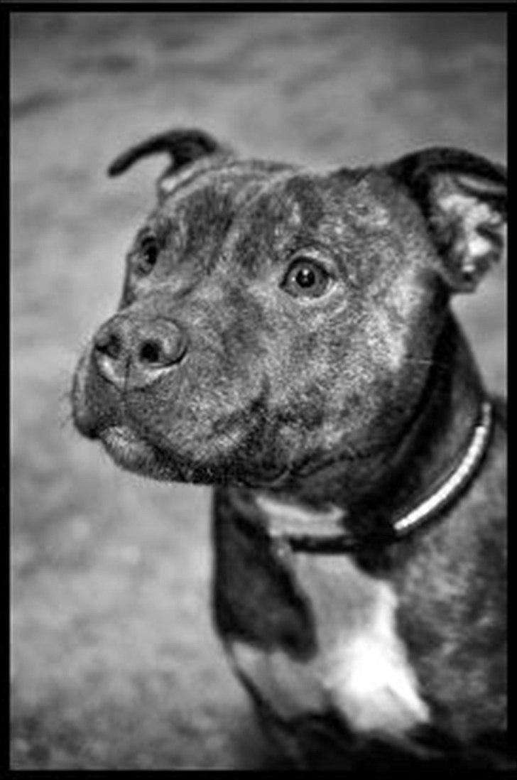 Staffordshire bull terrier Carlos  billede 9