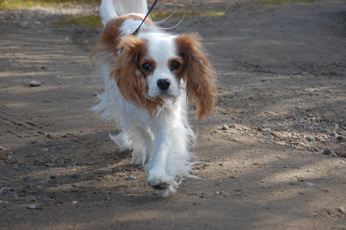 Cavalier king charles spaniel DKK Hamingjor Prinsesse Jasmin - Velkommen til Jasmin's profil :D billede 1
