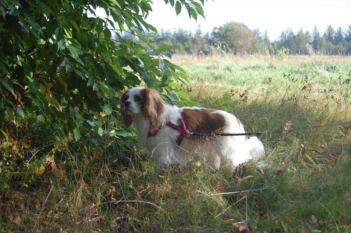 Cavalier king charles spaniel DKK Hamingjor Prinsesse Jasmin billede 2