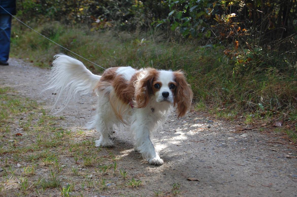 Cavalier king charles spaniel DKK Hamingjor Prinsesse Jasmin billede 3