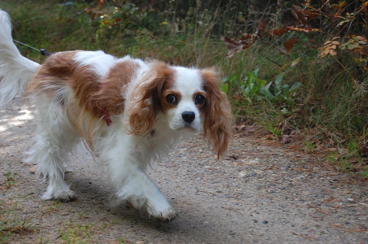Cavalier king charles spaniel DKK Hamingjor Prinsesse Jasmin billede 4