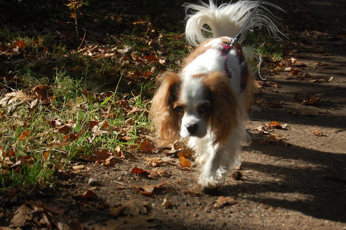 Cavalier king charles spaniel DKK Hamingjor Prinsesse Jasmin billede 5