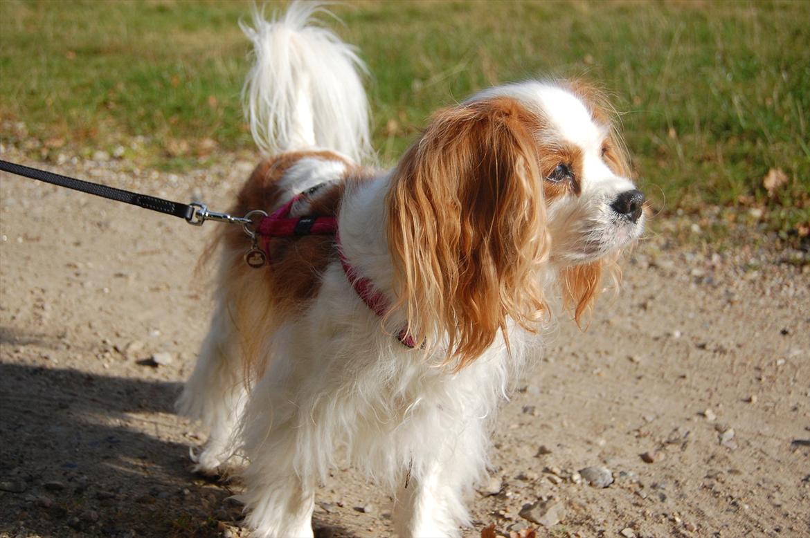 Cavalier king charles spaniel DKK Hamingjor Prinsesse Jasmin - Uhhh der er en fugl ude i græsset!!! billede 6