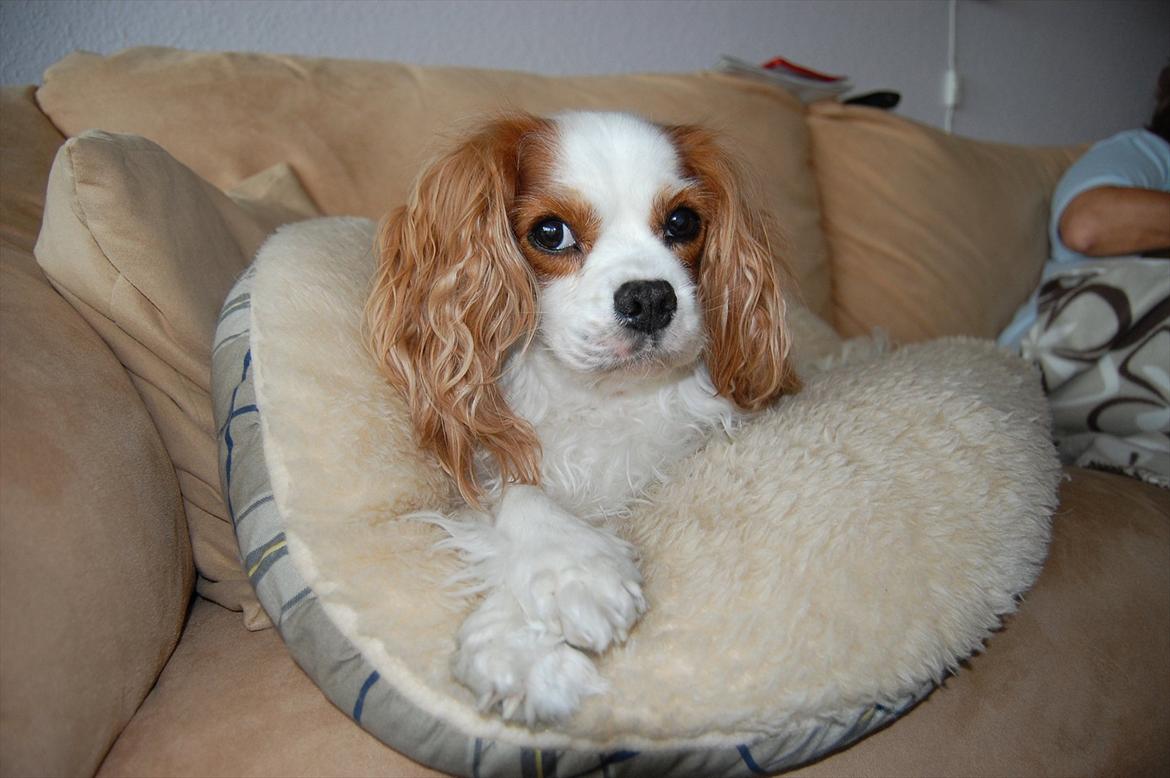 Cavalier king charles spaniel DKK Hamingjor Prinsesse Jasmin - Med sin helt egen pude i sofaen :) Luksusdyr billede 7
