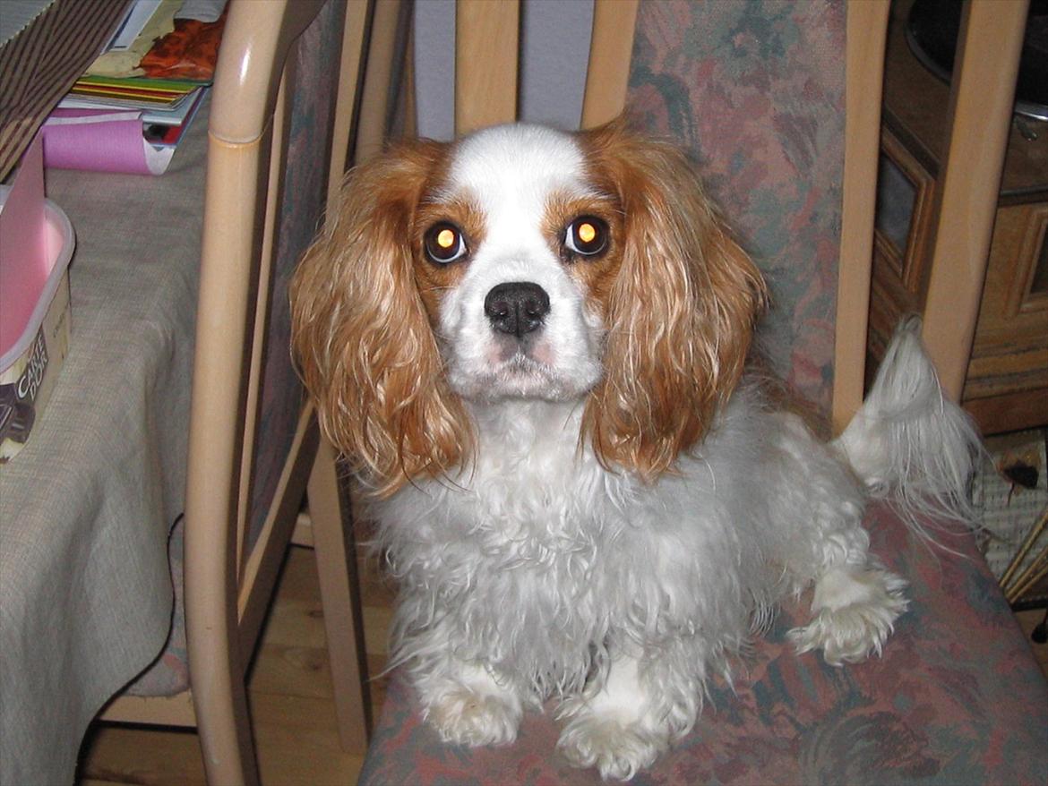 Cavalier king charles spaniel DKK Hamingjor Prinsesse Jasmin - Stolene står sjældent tomme i lang tid når jeg sidder og arbejder ved bordet. billede 8