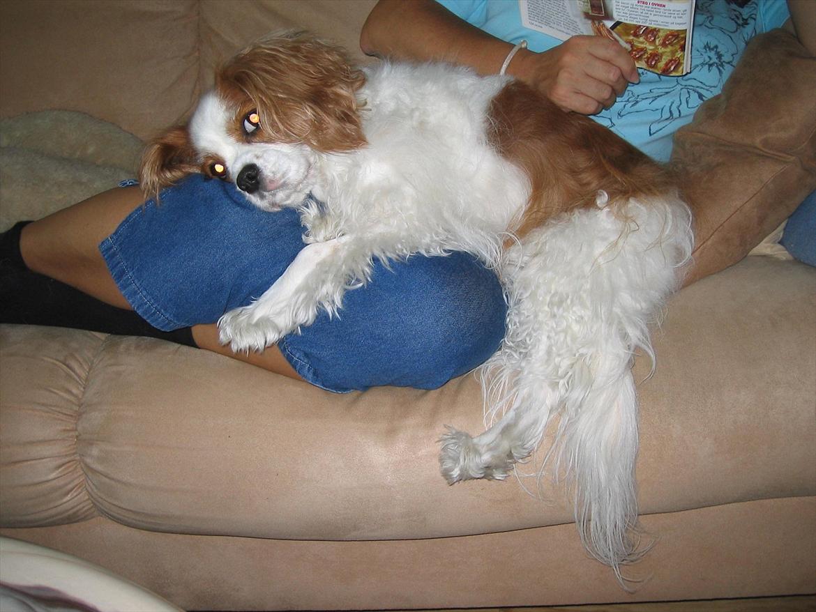 Cavalier king charles spaniel DKK Hamingjor Prinsesse Jasmin - Mor er altid god at putte hos. billede 9