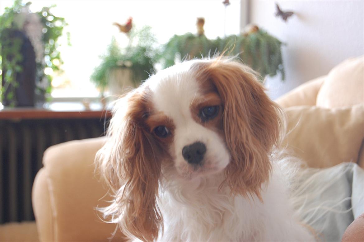 Cavalier king charles spaniel DKK Hamingjor Prinsesse Jasmin billede 10