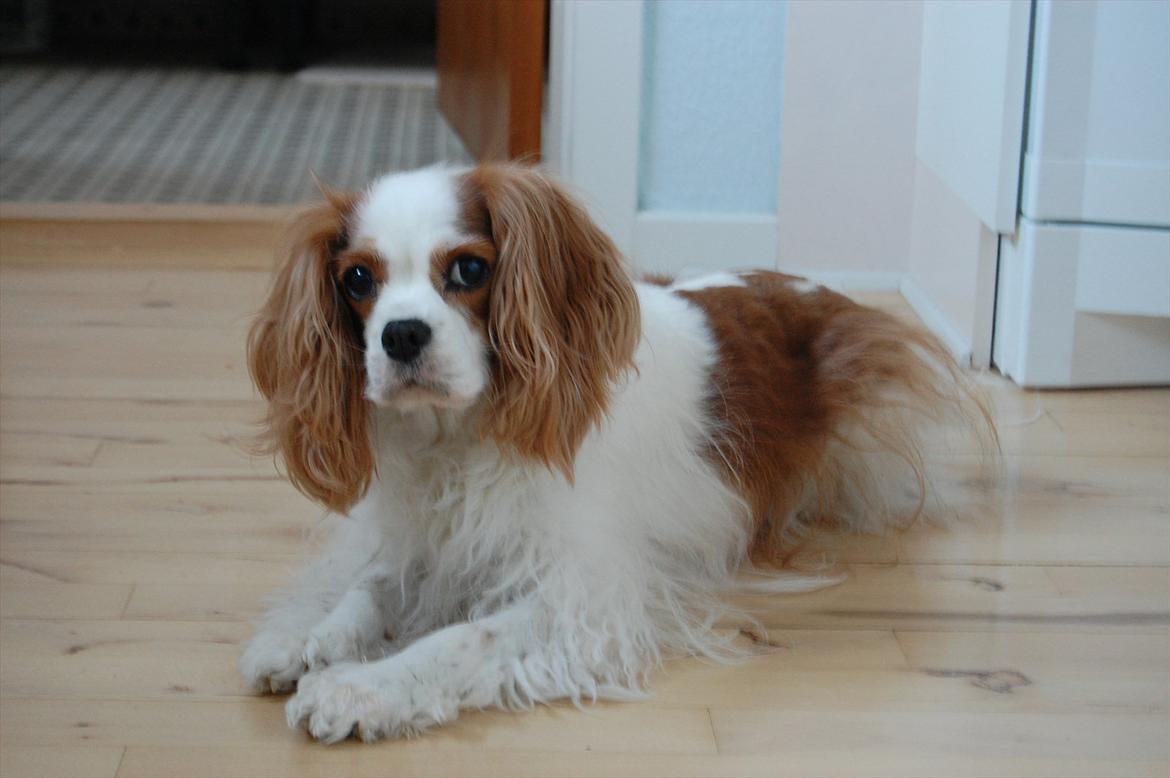 Cavalier king charles spaniel DKK Hamingjor Prinsesse Jasmin billede 11