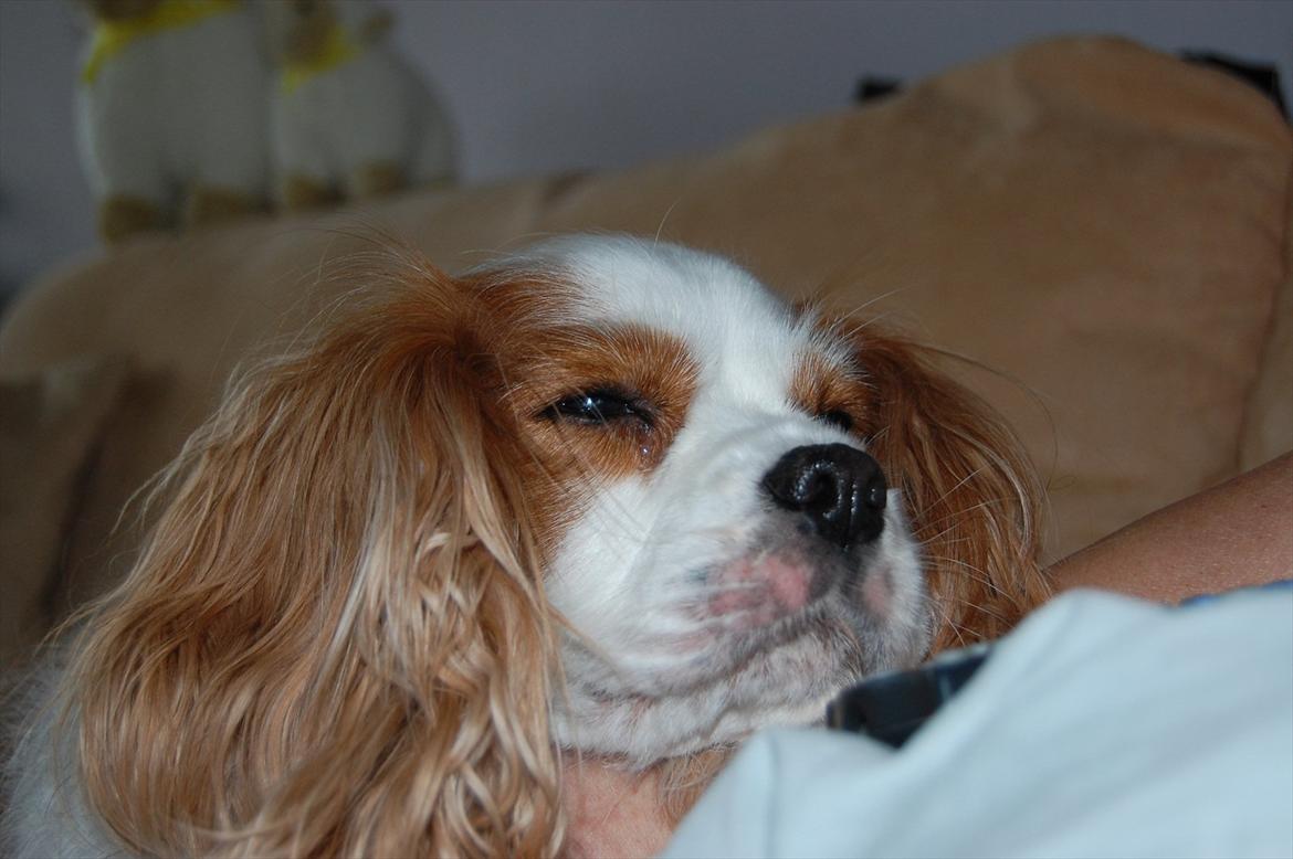 Cavalier king charles spaniel DKK Hamingjor Prinsesse Jasmin - Så dejligt at blive kløet på halsen billede 12