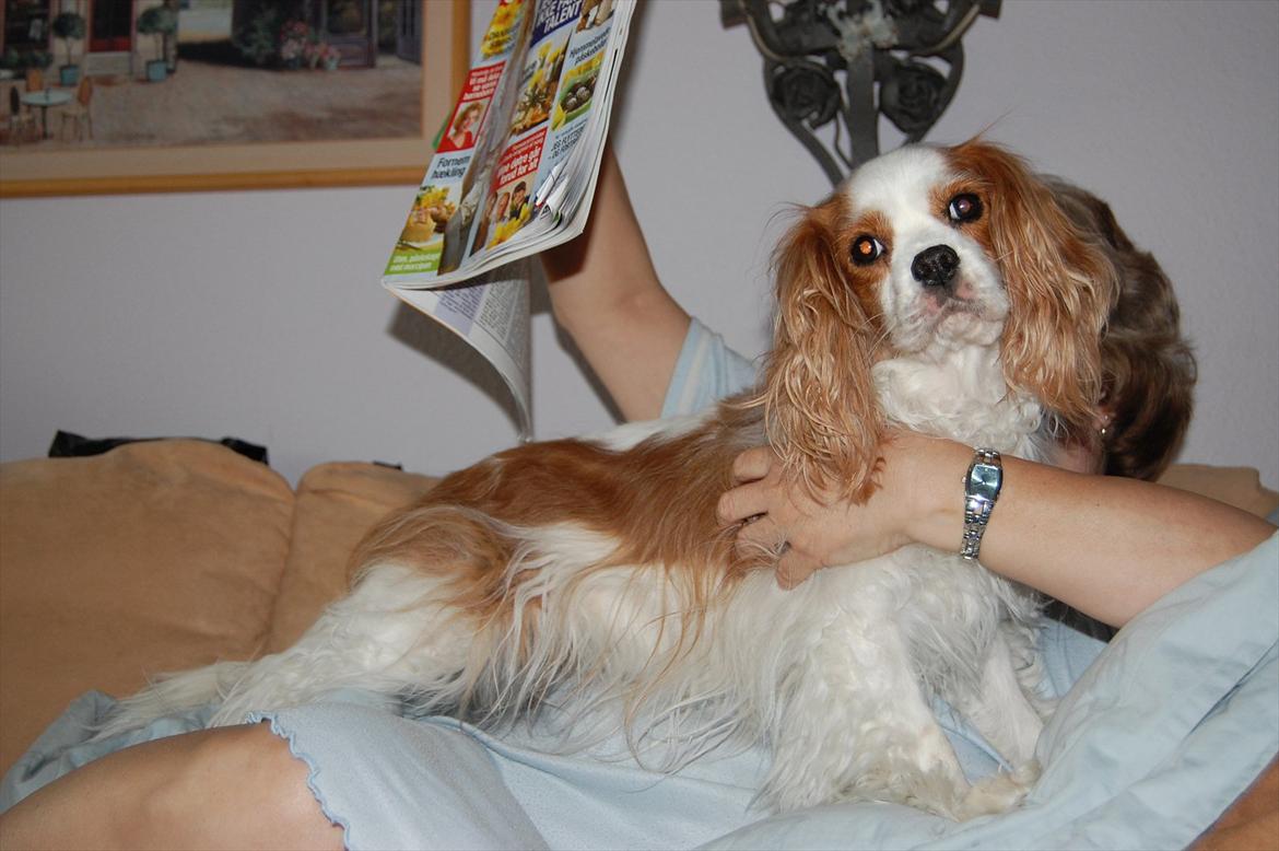 Cavalier king charles spaniel DKK Hamingjor Prinsesse Jasmin - Bjergged billede 13