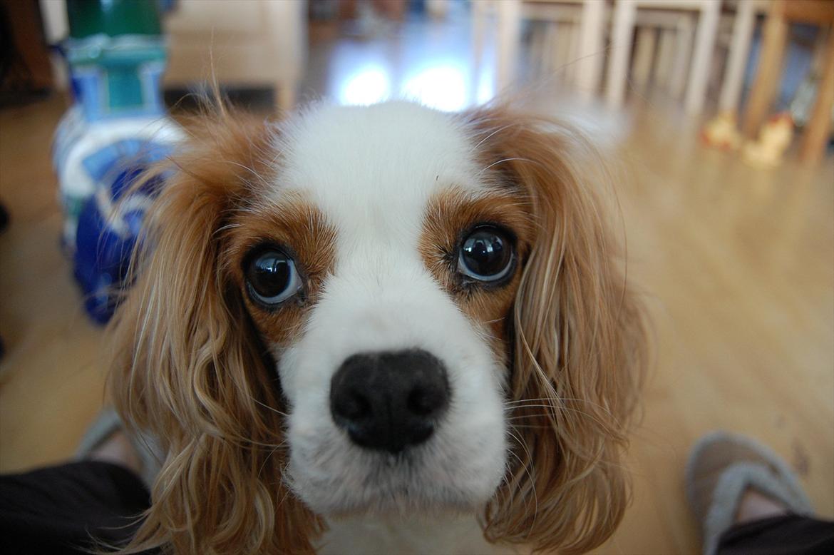 Cavalier king charles spaniel DKK Hamingjor Prinsesse Jasmin - Close up billede 14