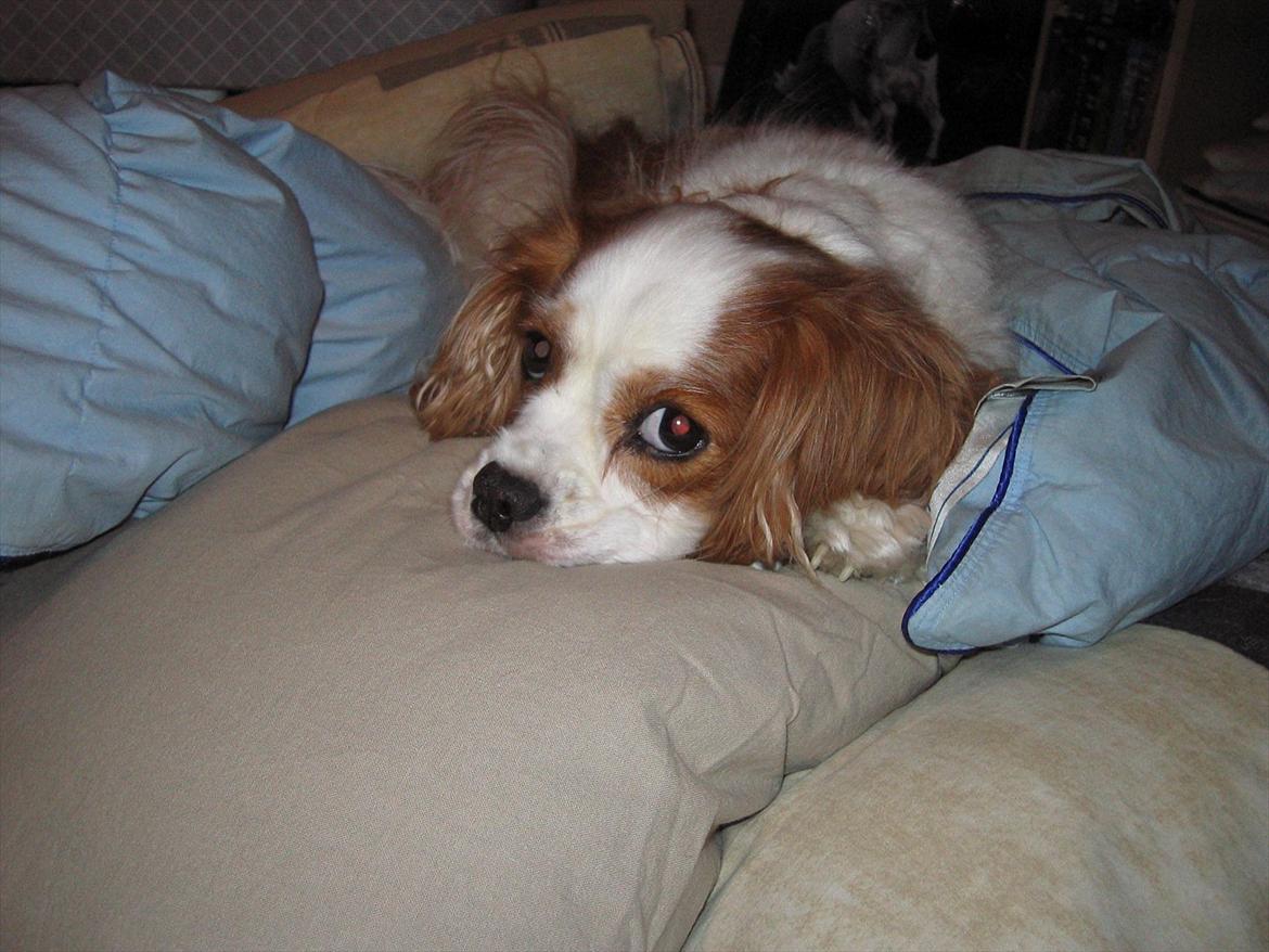 Cavalier king charles spaniel DKK Hamingjor Prinsesse Jasmin - Var du ved at skifte på sengen? Synd, nu er dynen min  billede 15