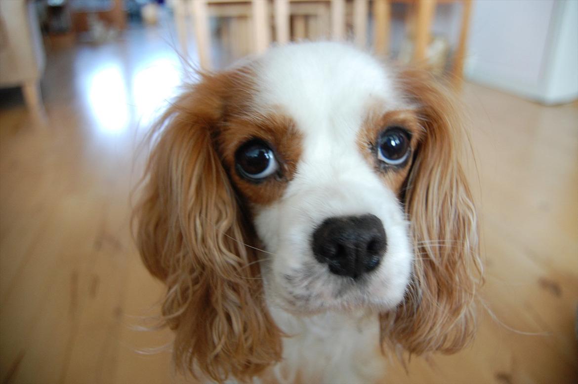 Cavalier king charles spaniel DKK Hamingjor Prinsesse Jasmin - Se det kan man kalde hundeøjn :D billede 16