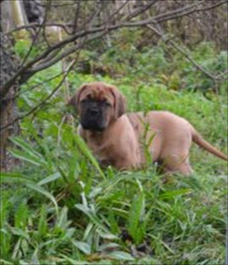 Dogue de bordeaux Angel billede 1