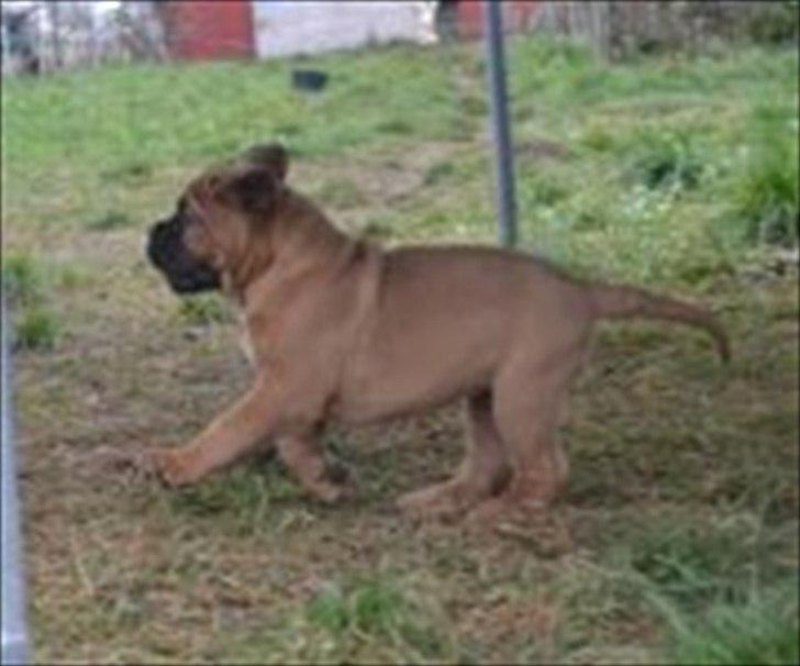 Dogue de bordeaux Angel billede 2
