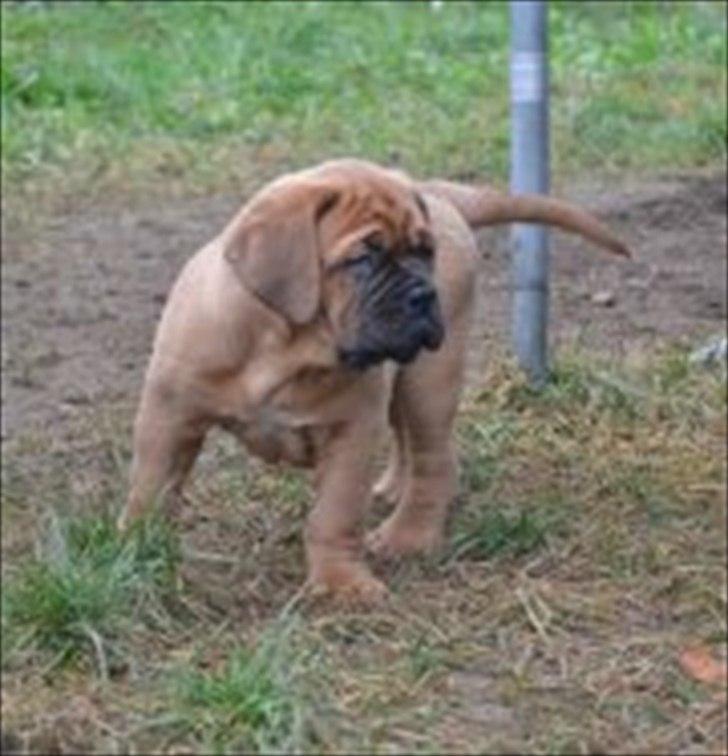 Dogue de bordeaux Angel billede 3