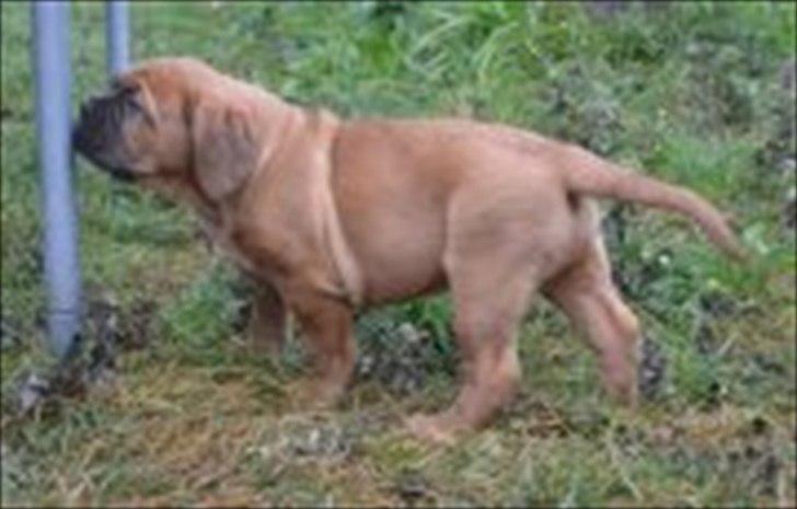 Dogue de bordeaux Angel billede 4