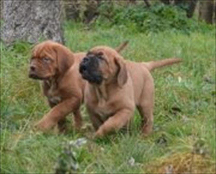 Dogue de bordeaux Angel billede 5