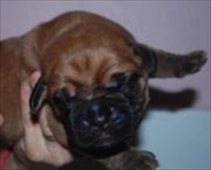 Dogue de bordeaux Angel billede 6