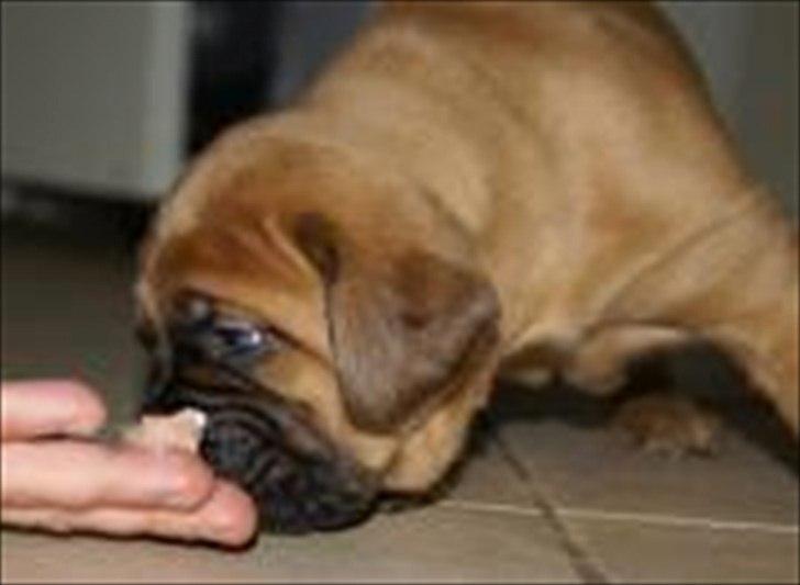 Dogue de bordeaux Angel billede 7