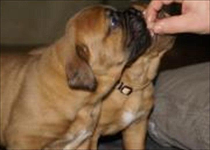 Dogue de bordeaux Angel billede 8