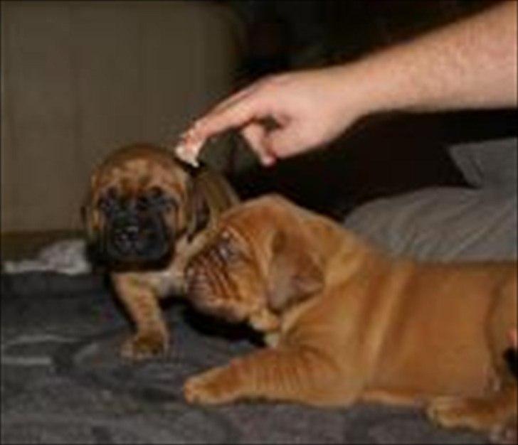 Dogue de bordeaux Angel billede 9