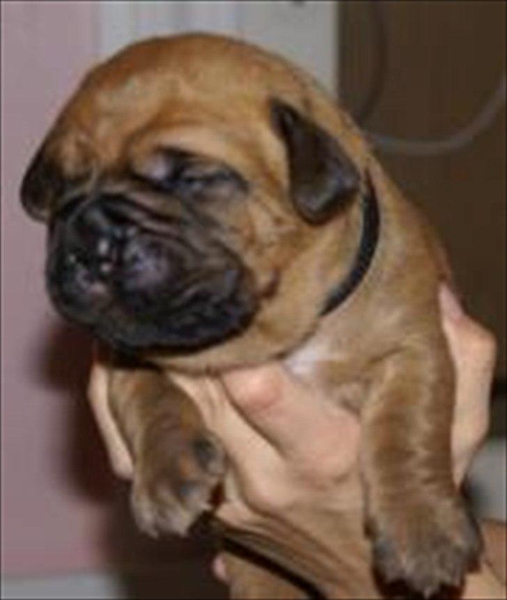 Dogue de bordeaux Angel billede 10