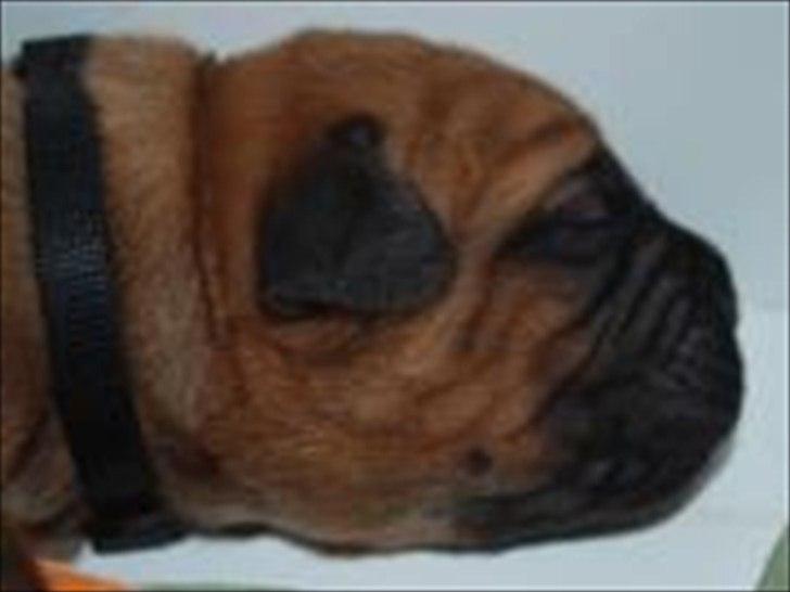 Dogue de bordeaux Angel billede 11