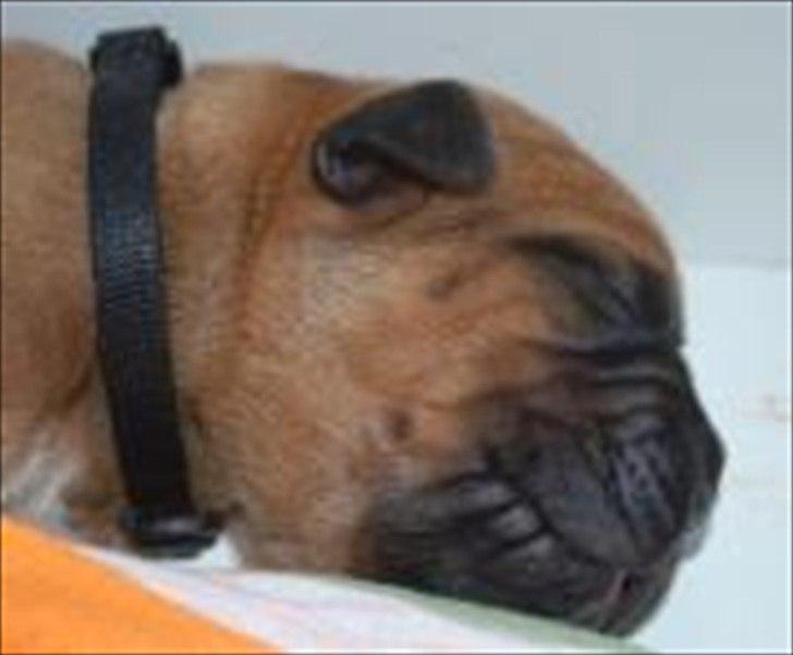 Dogue de bordeaux Angel billede 12