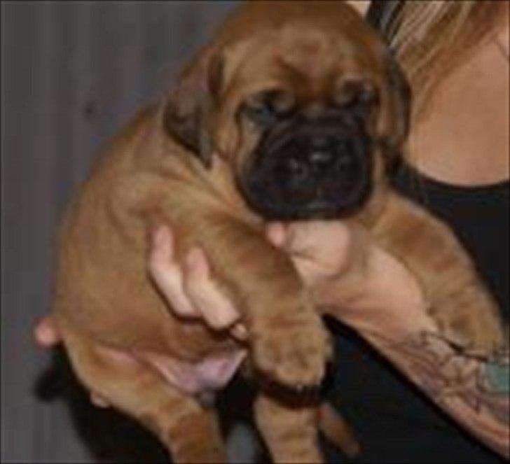 Dogue de bordeaux Angel billede 13